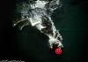     
: underwater-photos-of-dogs-seth-casteel-12.jpg
: 707
:	72.1 
ID:	51711