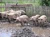     
: Pigs1.jpg
: 988
:	470.4 
ID:	1620