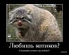     
: manul_04.jpg
: 491
:	50.7 
ID:	23416