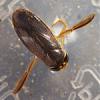     
: corixa-punctata-1-5-3-2014-150x150.jpg
: 487
:	9.7 
ID:	77035