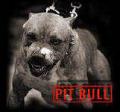   Pitbull